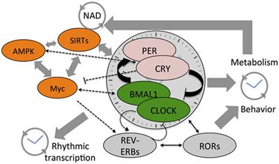 Desynchronization of Circadian Clocks in Cancer: A Metabolic and Epigenetic Connection